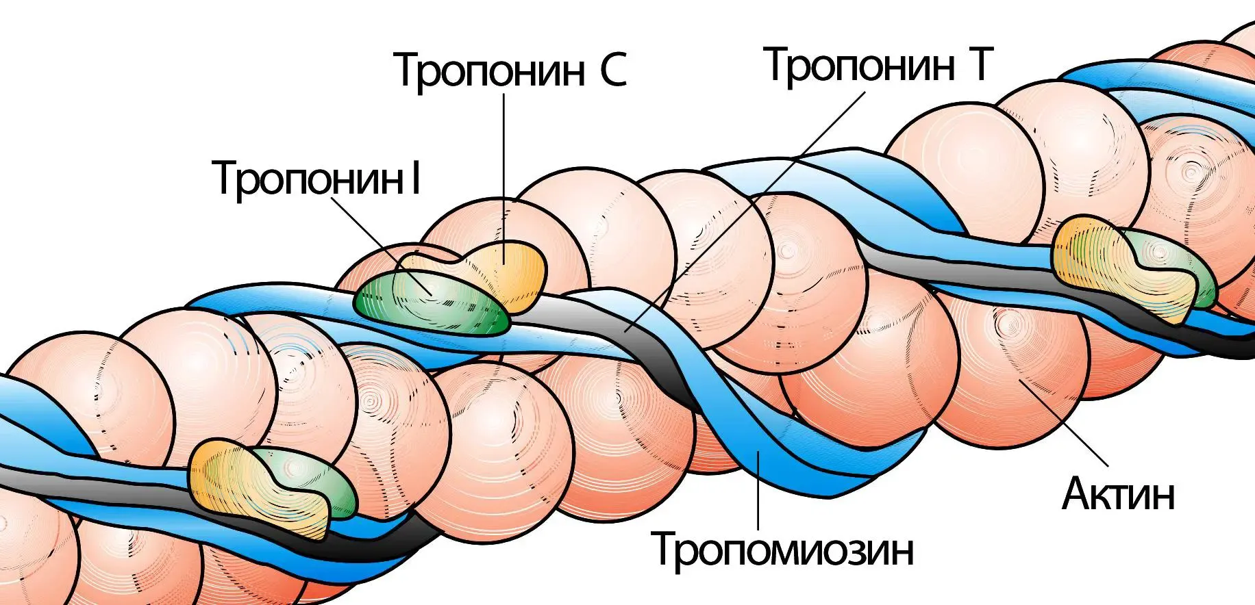 Сердечные биомаркеры